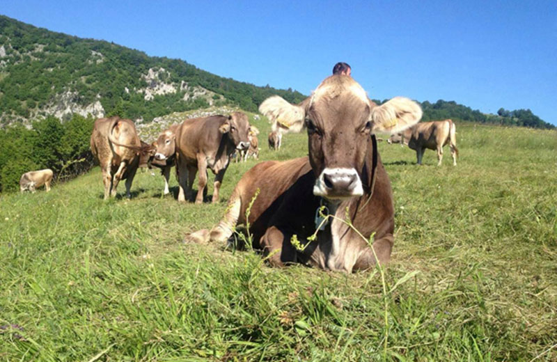 Фарма крава испод облака